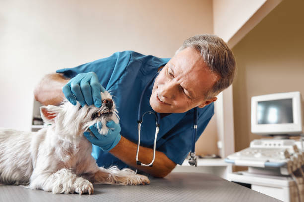 Best Pediatric Emergency Dentist in Kingston, PA